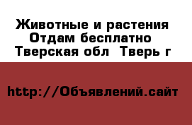 Животные и растения Отдам бесплатно. Тверская обл.,Тверь г.